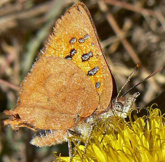 Chrysoritis chrysaor (Burnished opal) 