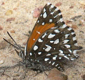 Argyraspodes argyraspis (Warrior silver-spotted copper)