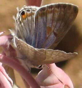 Anthene butleri (Pale hairtale)
