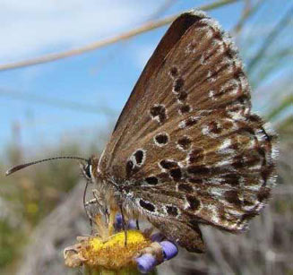 Lepidochrysops macgregori (McGregor's blue)