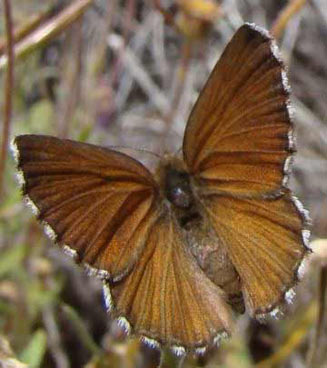 Lepidochrysops macgregori (McGregor's blue)