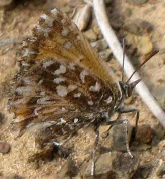 Trimenia macmasteri (McMaster's silver-spotted copper)