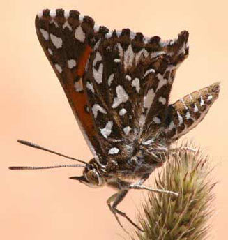 Trimenia argyroplaga (Large silver-spotted copper)