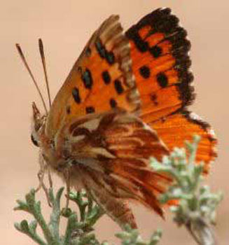 Chrysoritis swanepoeli (Swanepoel's opal)