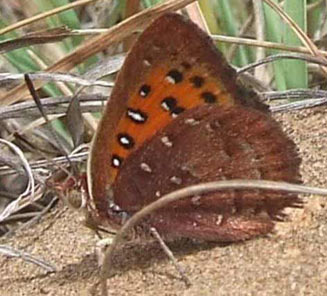 Aloeides henningi (Henning's copper)