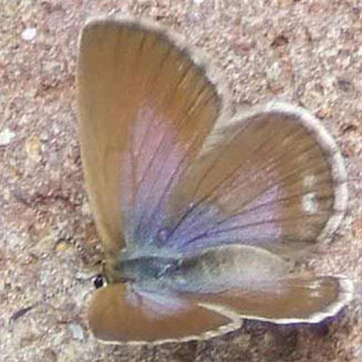 Orachrysops montana (Golden gate blue)