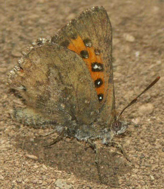 Aloeides depicta (Depicta copper)