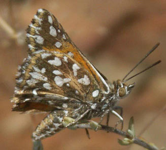 Trimenia argyroplaga (Large silver-spotted copper)