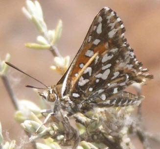 Trimenia wykehami (Waykeham's silver-spotted copper)