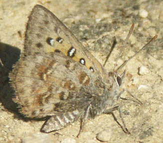 Aloeides pierus (Dull copper)