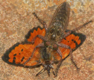 Chrysoritis aethon (Lydenburg opal) 