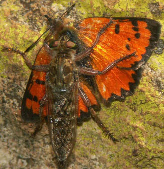 Chrysoritis aethon (Lydenburg opal) 