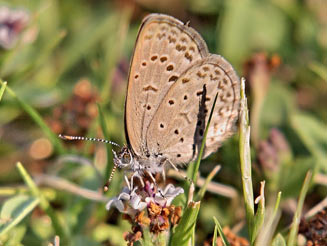 Zizeeria knysna (Sooty blue)