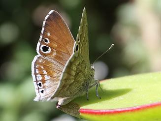 Leptomyrina gorgias (Common black-eye)