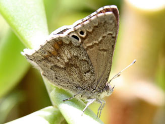 Leptomyrina gorgias (Common black-eye)