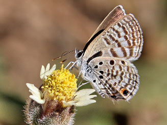 Anthene amarah (Black-striped hairtail)