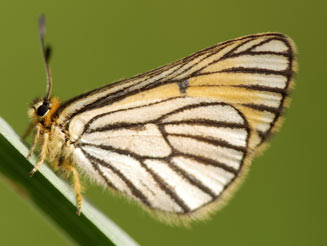 Alaena amazoula (Yellow zulu)