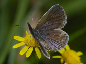 Actizera lucida (Rayed blue)