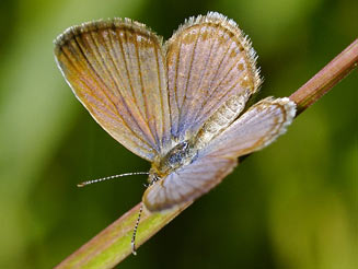 Actizera lucida (Rayed blue)