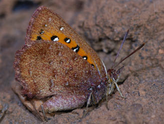 Aloeides aranda (Aranda copper)