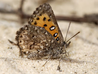 Aloeides arida (Arid copper)