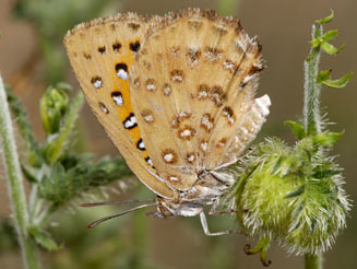 Aloeides damarensis (Damara copper)