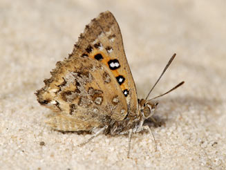 Aloeides margaretae (Marguerite's copper)