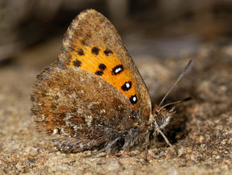 Aloeides oreas (Oreas copper)