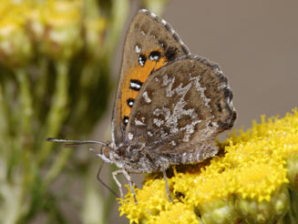Aloeides pallida (Giant copper)