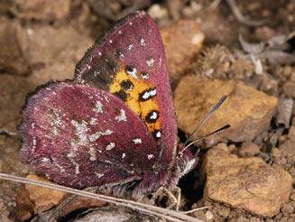 Aloeides penningtoni (Pennington's copper)