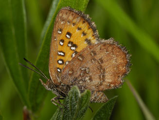 Aloeides swanepoeli (Swanepoel's copper)