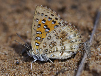 Aloeides taikosama (Dusky copper)