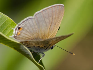 Anthene amarah (Black-striped hairtail)