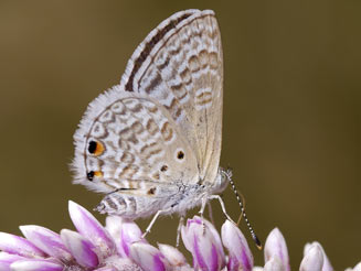 Anthene contrastata (Mashuna hairtail)