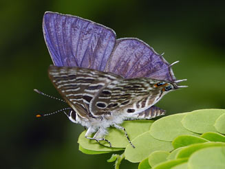 Anthene kersteni (Kersten's hairtail)