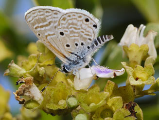 Anthene otacilia (Otacilia hairtail)