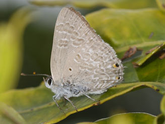 Anthene princeps (Cupreos hairtail)