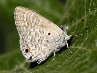 Anthene talboti (Talbot's hairtail)