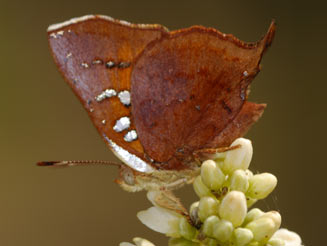 Axiocerses amanga (Bush scarlet)