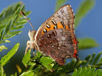 Axiocerses croesus (Dark-banded scarlet)