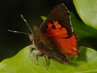 Axiocerses croesus (Dark-banded scarlet)