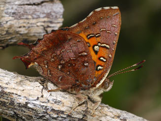 Axiocerses tjoane (Common scarlet)