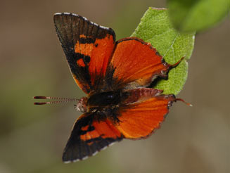 Axiocerses tjoane (Common scarlet)