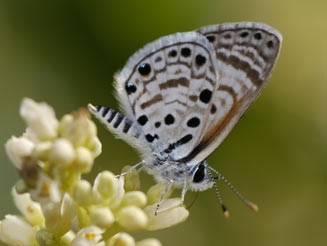 Azanus jesous (Topaz-spotted blue)