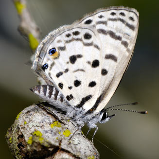 Azanus mirza (Mizra blue)