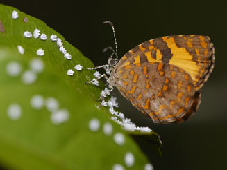 Baliochila aslanga (Common buff)
