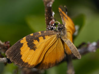 Baliochila aslanga (Common buff)
