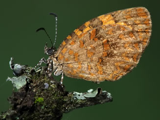 Baliochila lipara