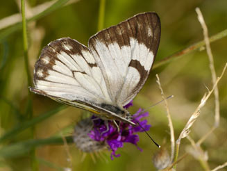 Belenois aurota (Brown-veined white)