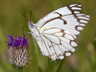 Belenois aurota (Brown-veined white)